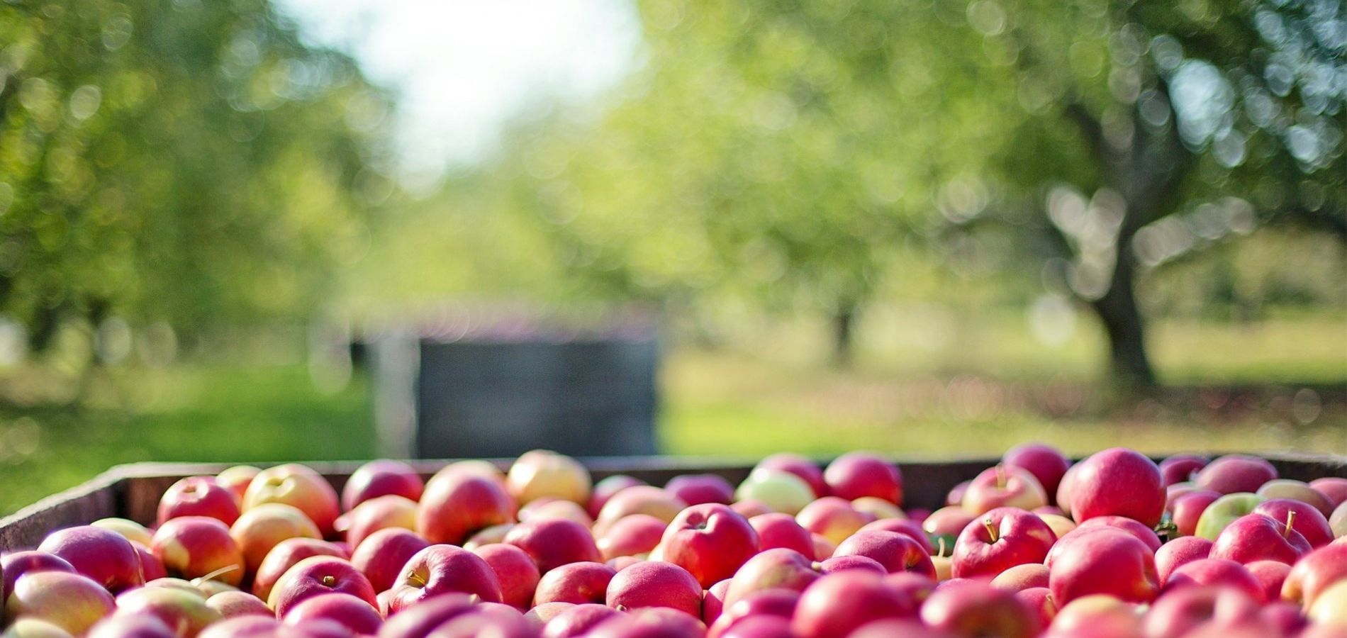 Bienvenidos frutasol